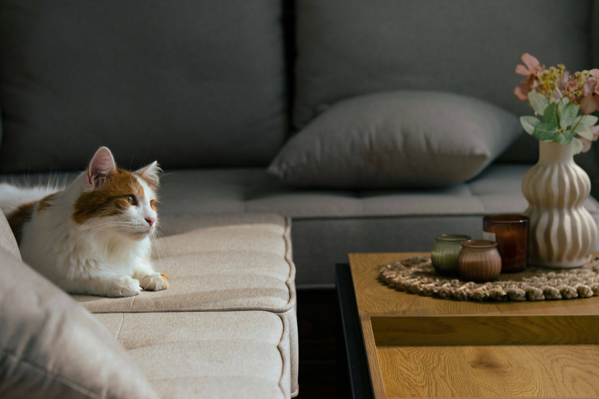 Creating a Peaceful Home with Feng Shui