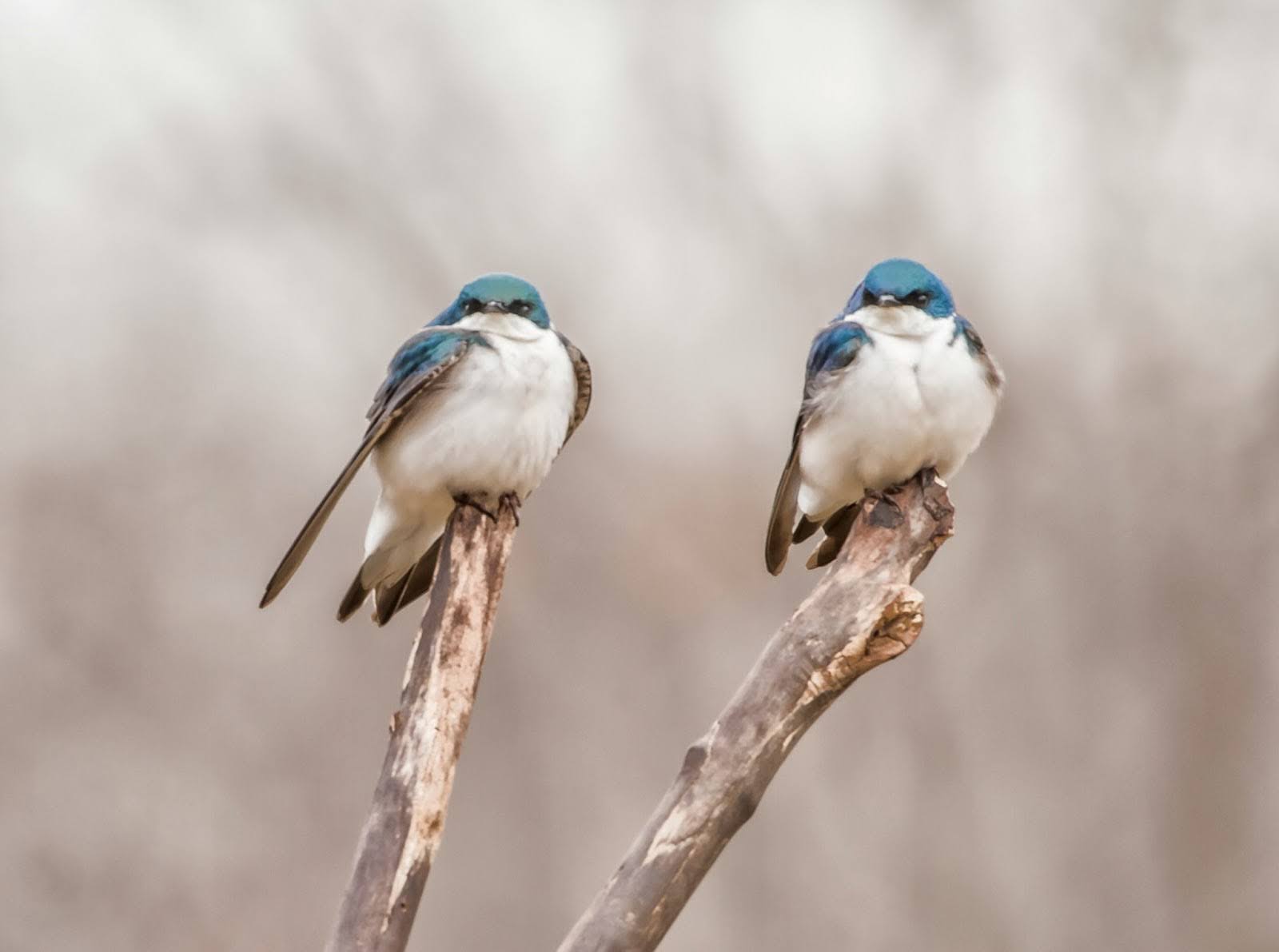 Mindful Living with Nature Symbols: Birds