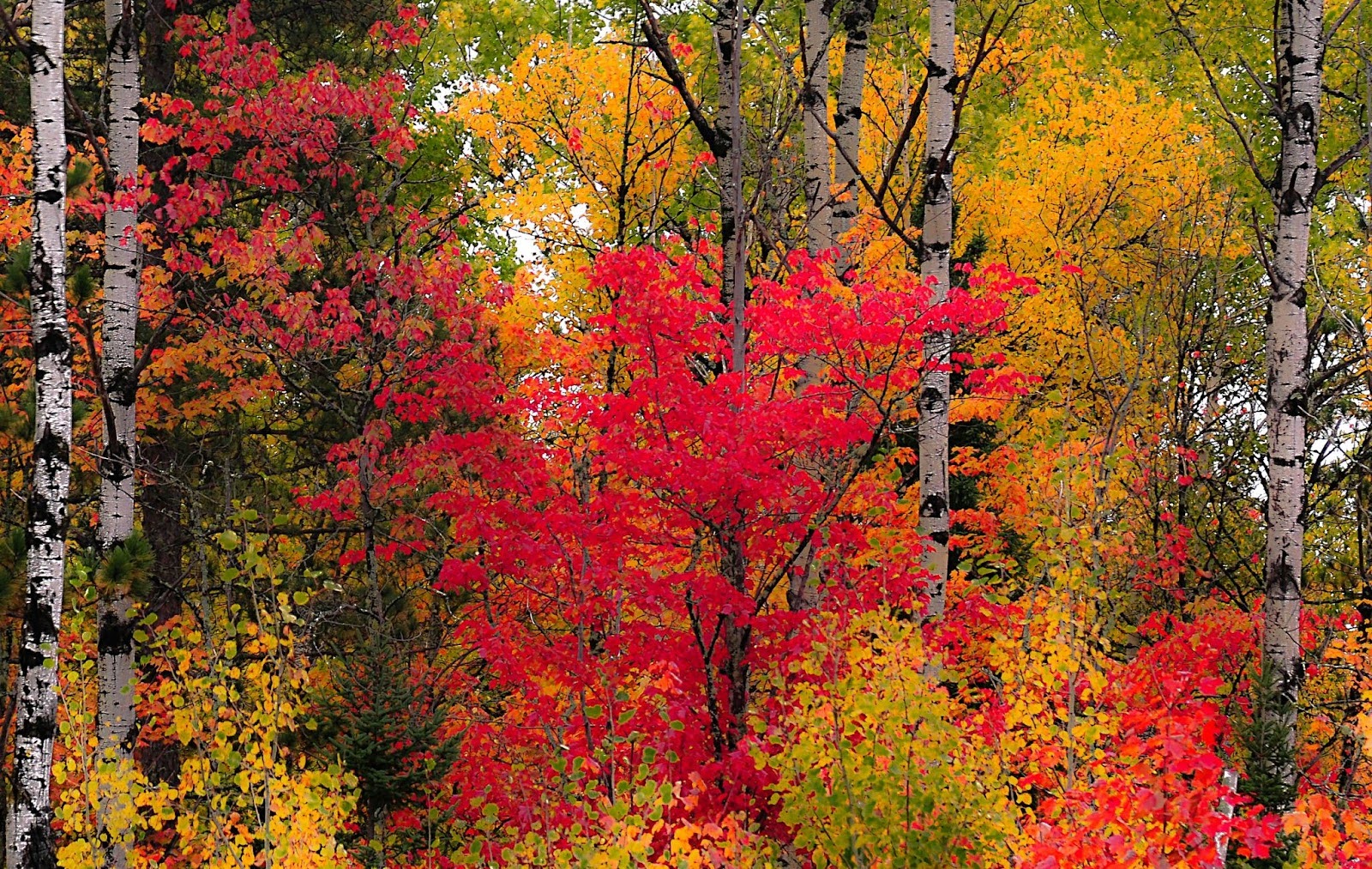 Our Favorite Feng Shui Colors for Autumn