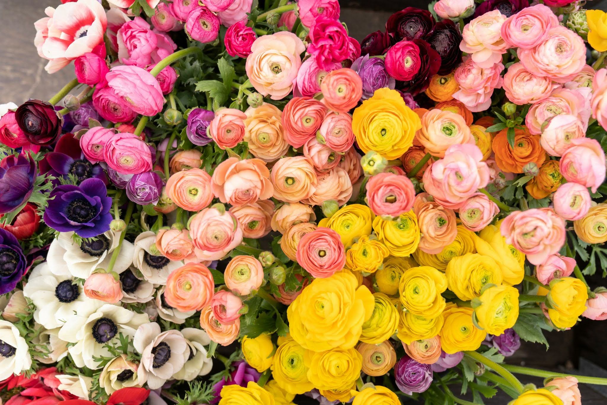 Our Favorite Feng Shui Flowers for Spring